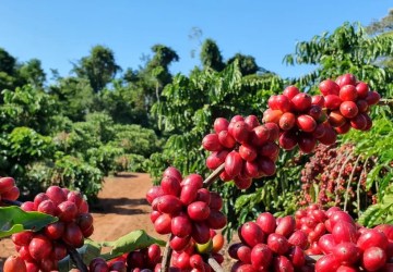 Café arábica tem alta no preço, enquanto robusta fica mais barato, nesta quinta-feira (30)