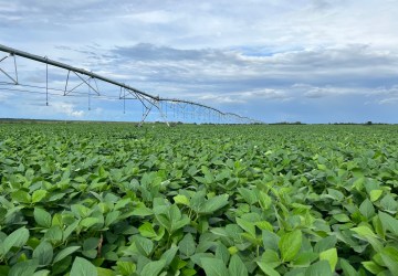 BrasilAgro: Safra 24/25 com aumento na produção!