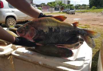 Feira do Pescado 2025: Santarém prepara estratégias para garantir pescado a preço acessível durante a Semana Santa