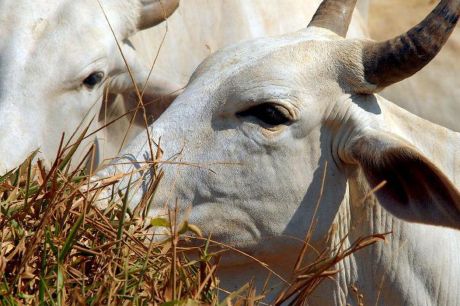 Pará confirma caso de vaca louca no interior do estado