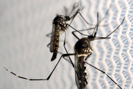 Butantan iniciará teste pré-clínico de vacina contra Zika em 2024