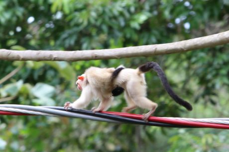 Equatorial Pará reforça medidas de proteção aos animais silvestres no oeste do Pará