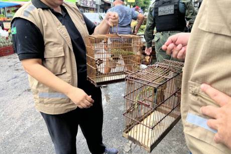 Passo a passo para se tornar um criador legalizado de passeriformes no Pará e garantir a preservação das espécies