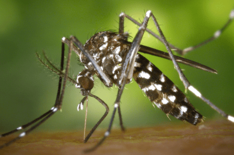 Quem teve dengue uma vez pode contrair novamente? Esclareça suas dúvidas sobre a doença