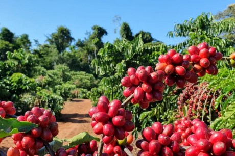 Café arábica tem alta no preço, enquanto robusta fica mais barato, nesta quinta-feira (30)