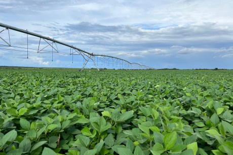 BrasilAgro: Safra 24/25 com aumento na produção!