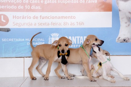 Prefeitura de Santarém lança campanha 'Bloquinho da Adoção' para incentivar a adoção de cães e gatos resgatados