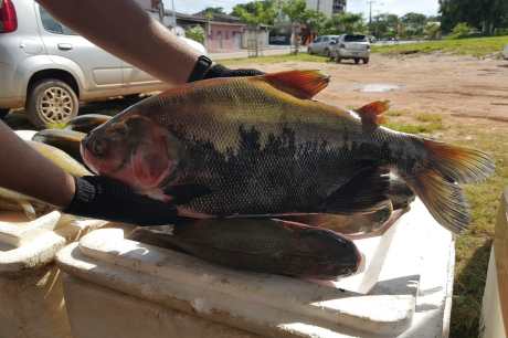 Feira do Pescado 2025: Santarém prepara estratégias para garantir pescado a preço acessível durante a Semana Santa